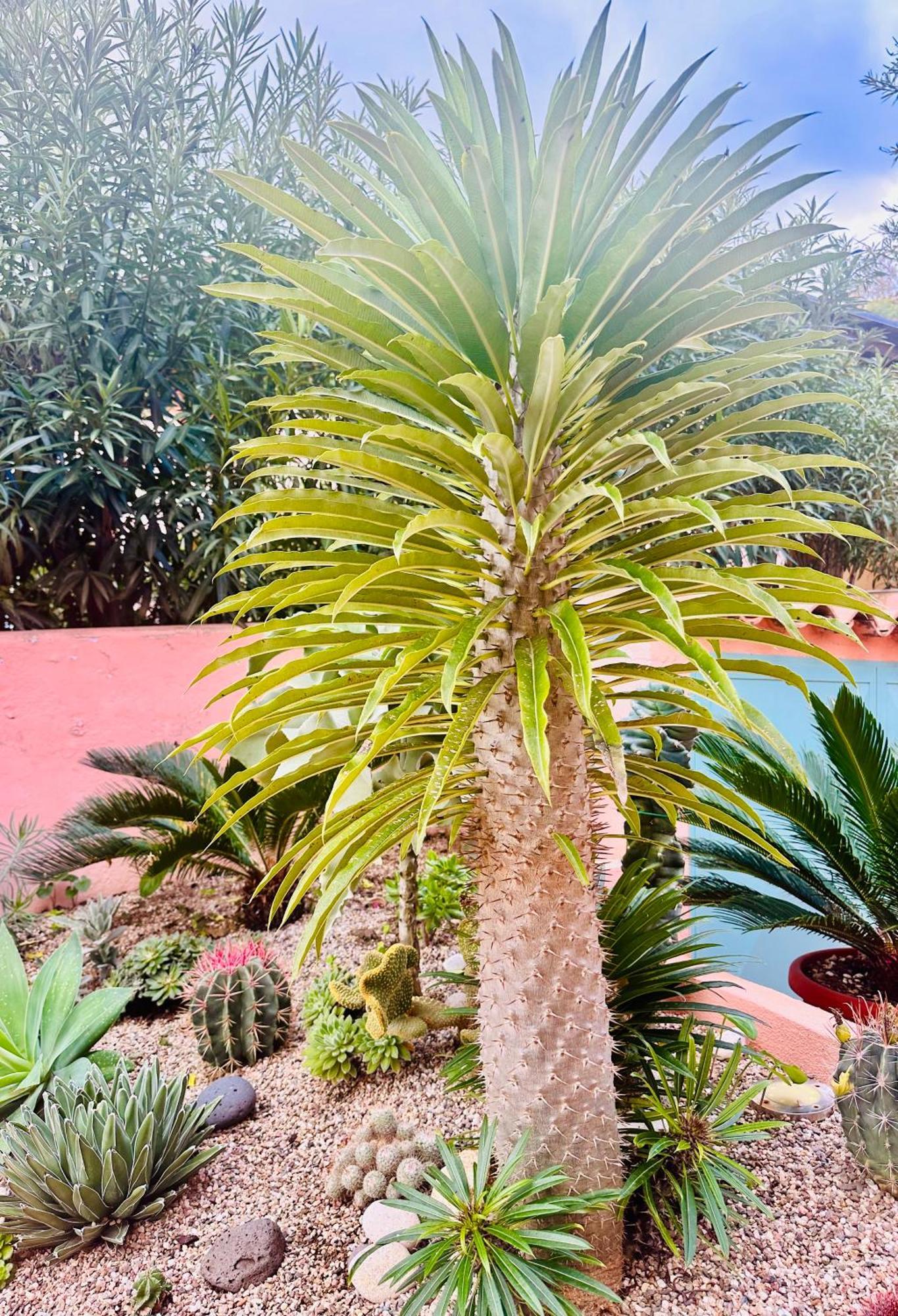 Il Giardino Davanti Al Mare Orosei